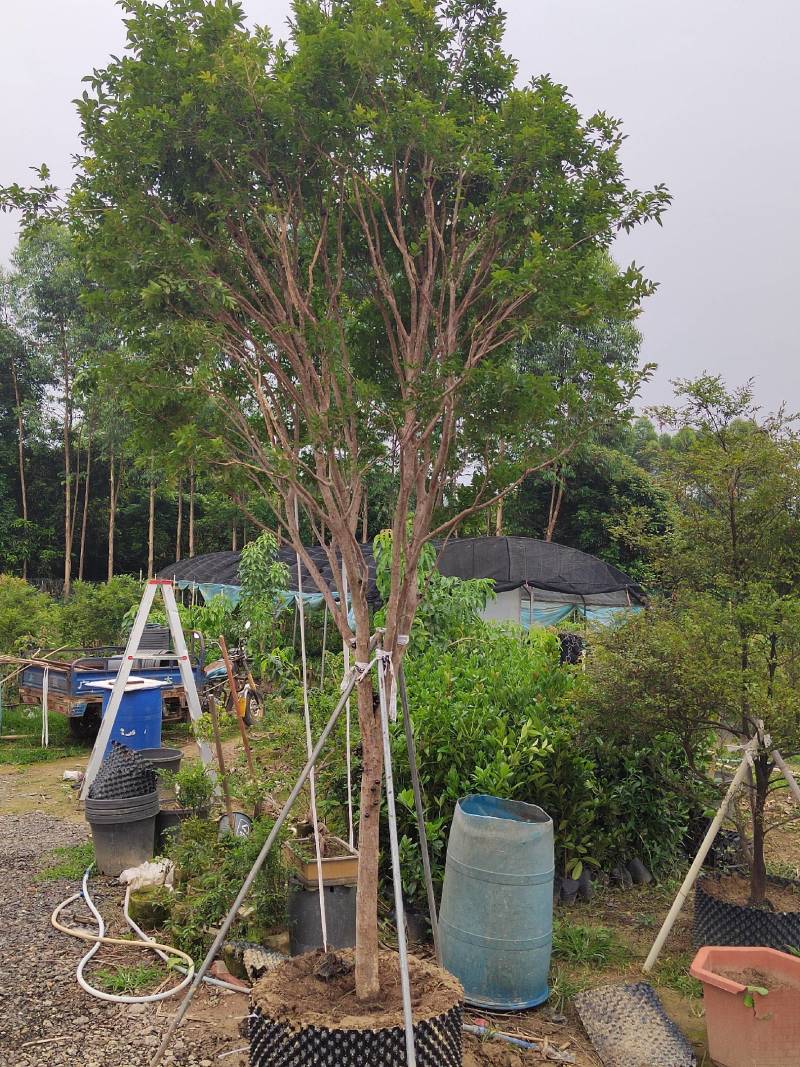 精品单杆台湾嘉宝果树，合适别墅庭院种植，