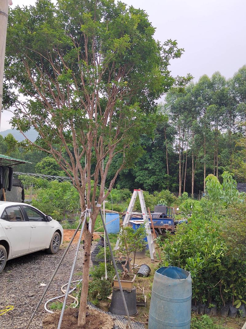 精品单杆台湾嘉宝果树，合适别墅庭院种植，