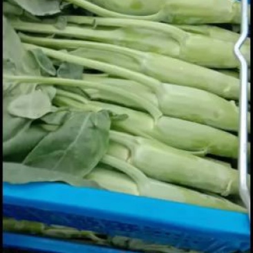 菜心芥蓝