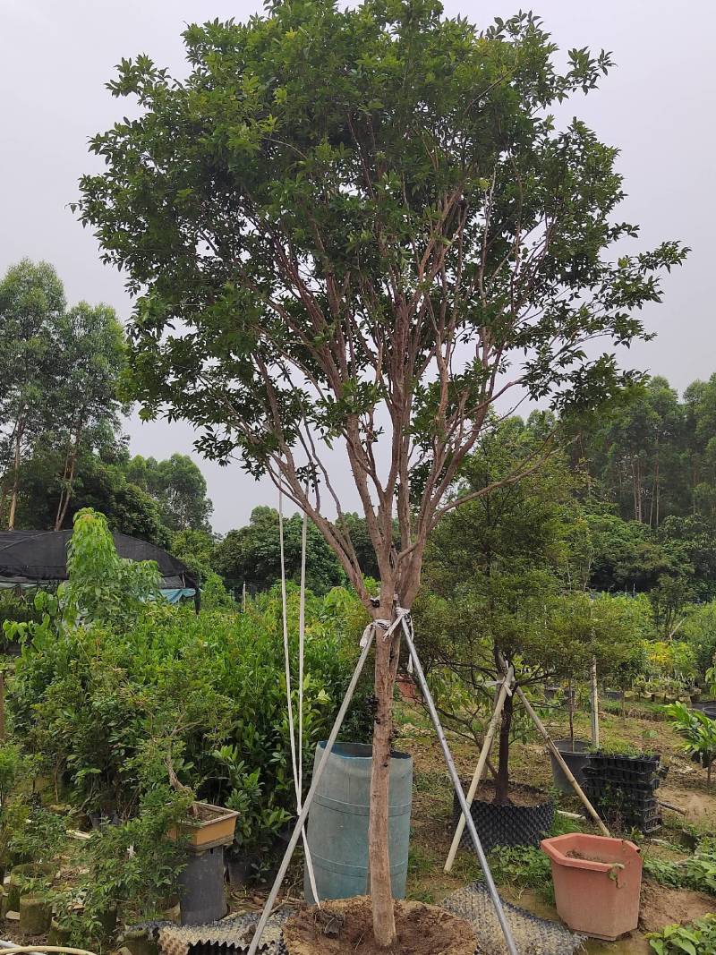 精品单杆台湾嘉宝果树，合适别墅庭院种植，