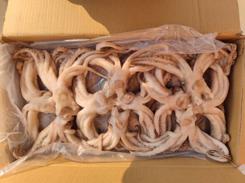 机洗头鱿鱼系列常年售卖冷链发货质量保障