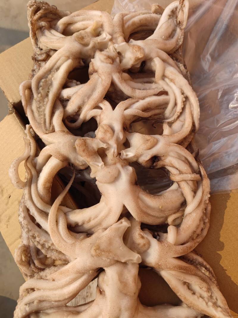 机洗头鱿鱼系列常年售卖冷链发货质量保障
