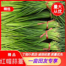红帽蒜苔，精品一斤一把，一吨起批，电商、超市、随到随装