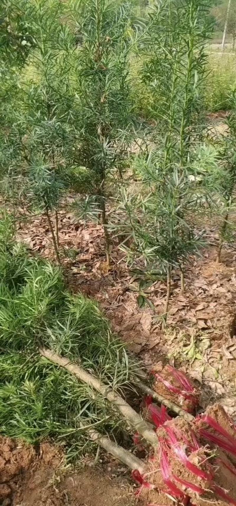 罗汉松处理中