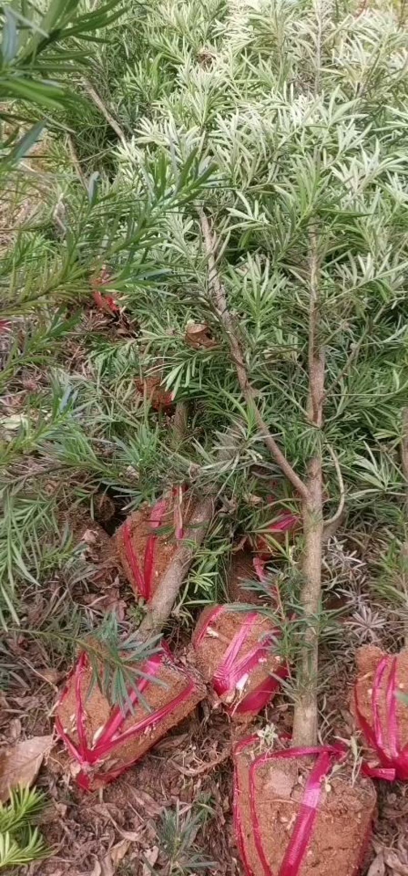 罗汉松处理中