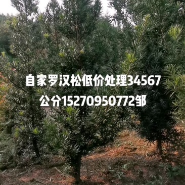 罗汉松处理中