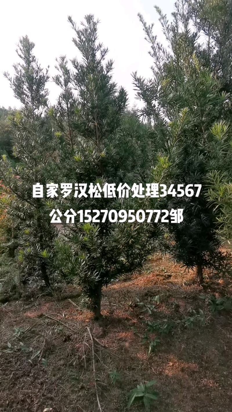 罗汉松处理中