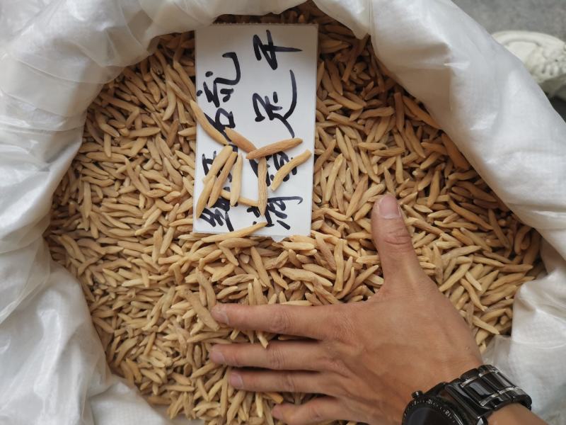 纯无硫+天然清香~精选大粒麦冬，超干味浓，价还平【产地】