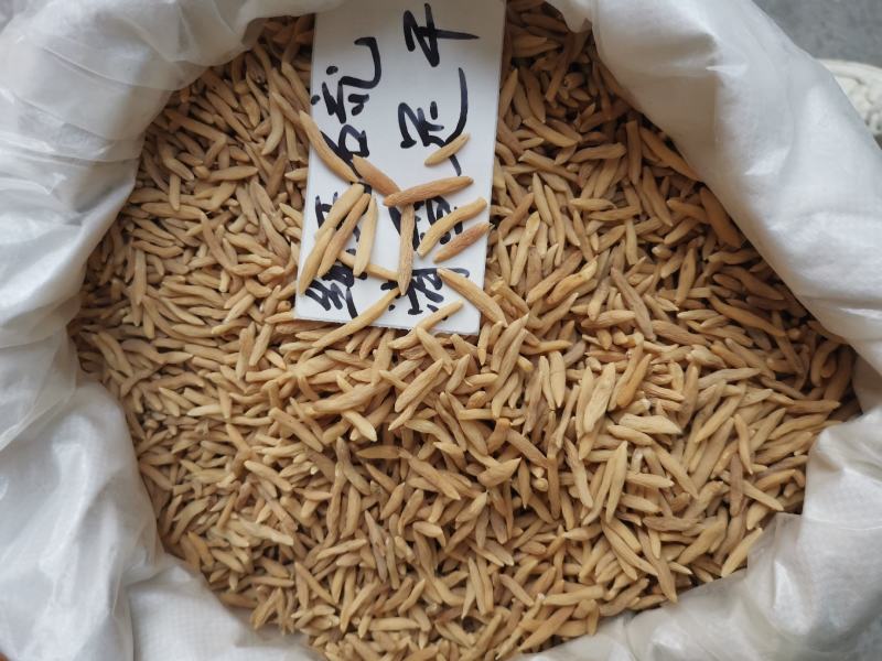 纯无硫+天然清香~精选大粒麦冬，超干味浓，价还平【产地】