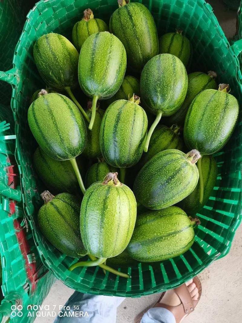 农友台湾苹果丝瓜种子高产早生50天采收原装发货10克