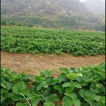 江苏章姬草莓苗基地，现挖现发，产地直供，可以视频