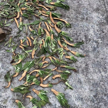 岩白菜干货野生岩白菜