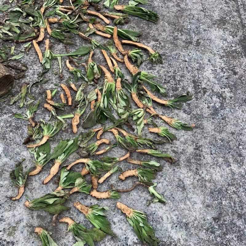 岩白菜干货野生岩白菜
