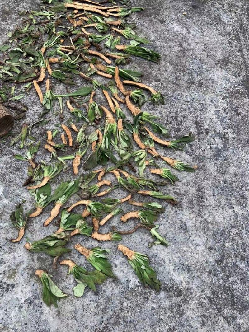 岩白菜干货野生岩白菜