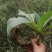 岩白菜干货野生岩白菜