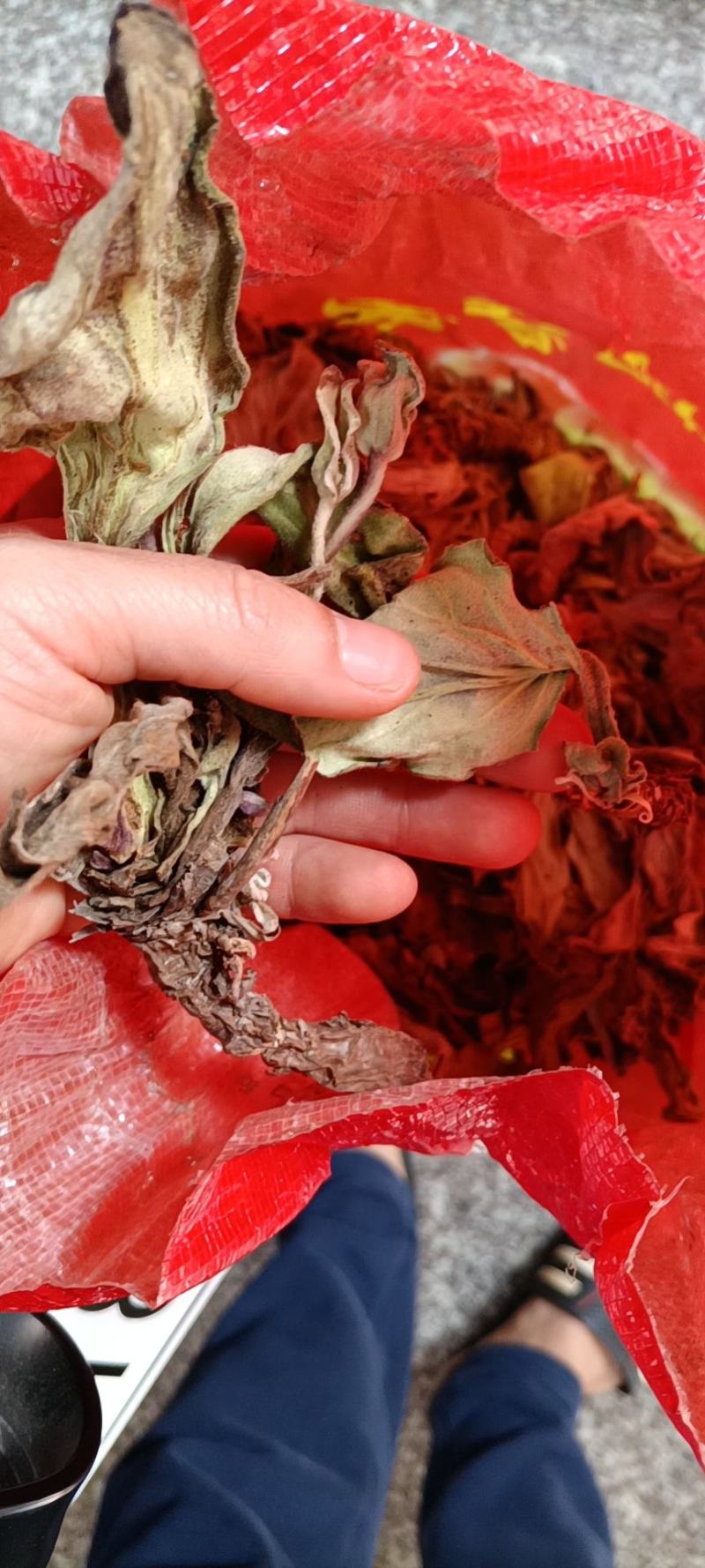 岩白菜干货野生岩白菜