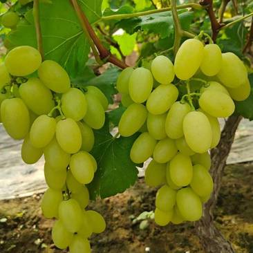 维多利亚葡萄，大量上市中，货源充足稳定，欢迎选购
