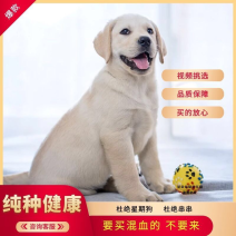 拉布拉多纯种幼犬导盲犬陪伴老人孩子的宠物犬