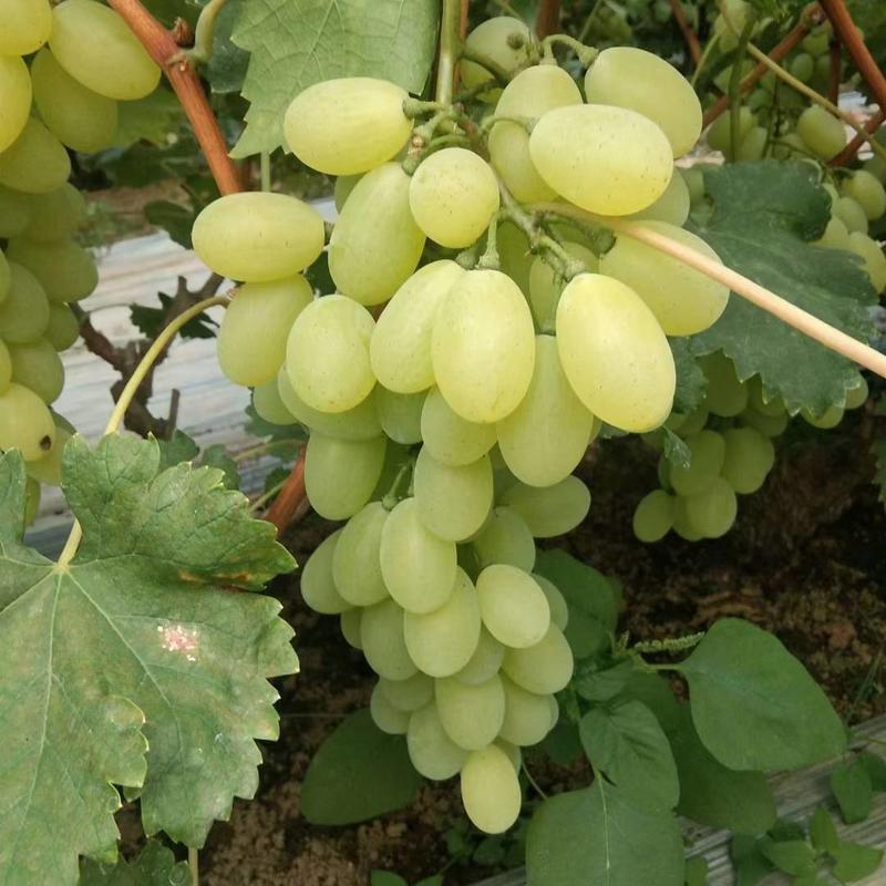 维多利亚葡萄，大量上市中，货源充足稳定，欢迎选购