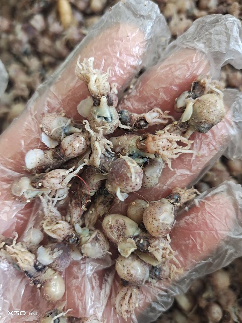 墨斗鱼墨鱼仔！熟冻品！辣炒做汤包水饺！自家加工一手货源
