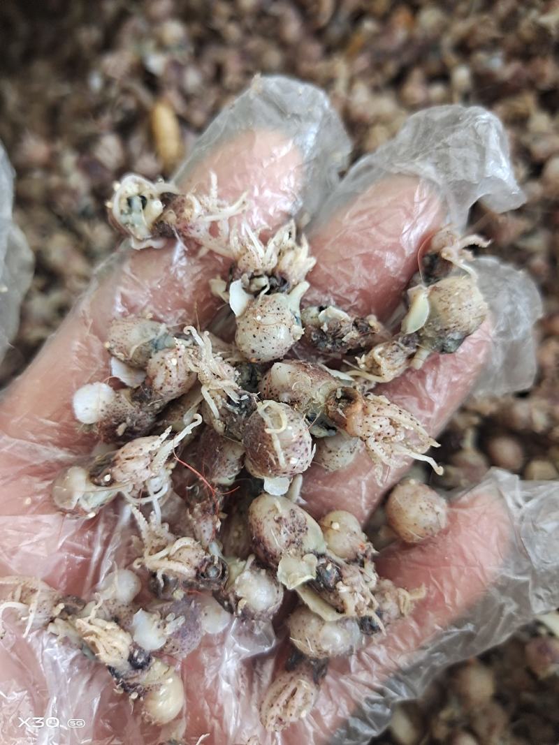墨斗鱼墨鱼仔！熟冻品！辣炒做汤包水饺！自家加工一手货源