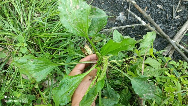 车前草，水洗，自然晾晒