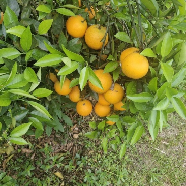 夏橙.个头大果面干净,口感好,大量货源招全国老板,可代发