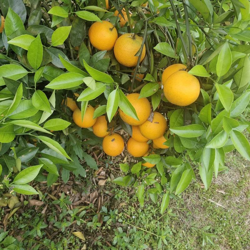 夏橙.个头大果面干净，口感好，大量货源招全国老板，可代发