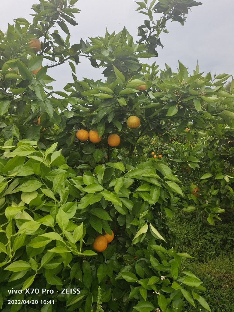 夏橙.个头大果面干净，口感好，大量货源招全国老板，可代发