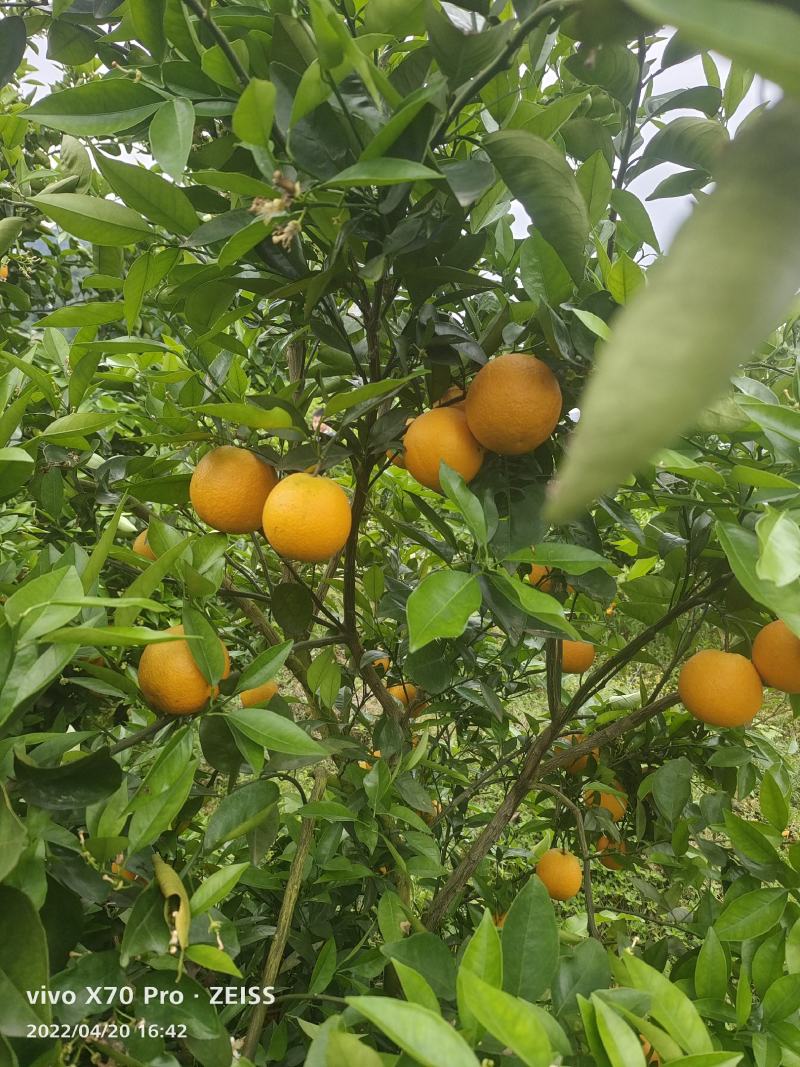 夏橙.个头大果面干净，口感好，大量货源招全国老板，可代发