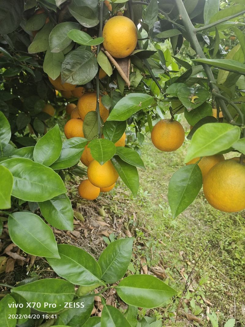 夏橙.个头大果面干净，口感好，大量货源招全国老板，可代发