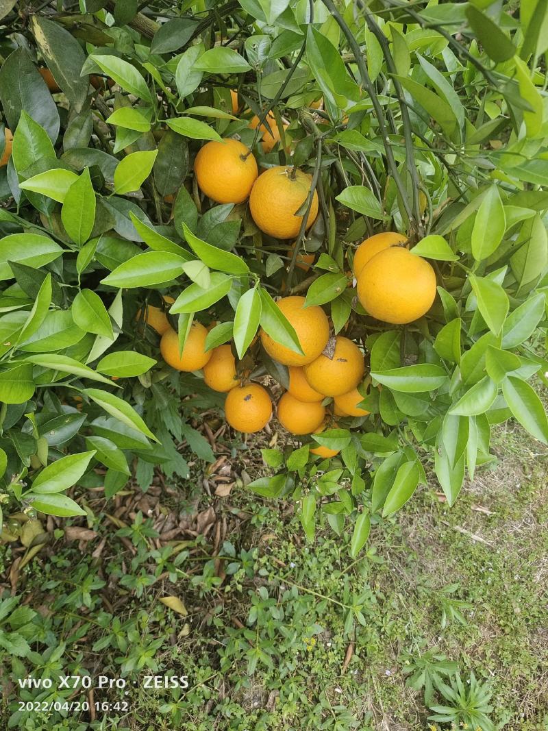 夏橙.个头大果面干净，口感好，大量货源招全国老板，可代发