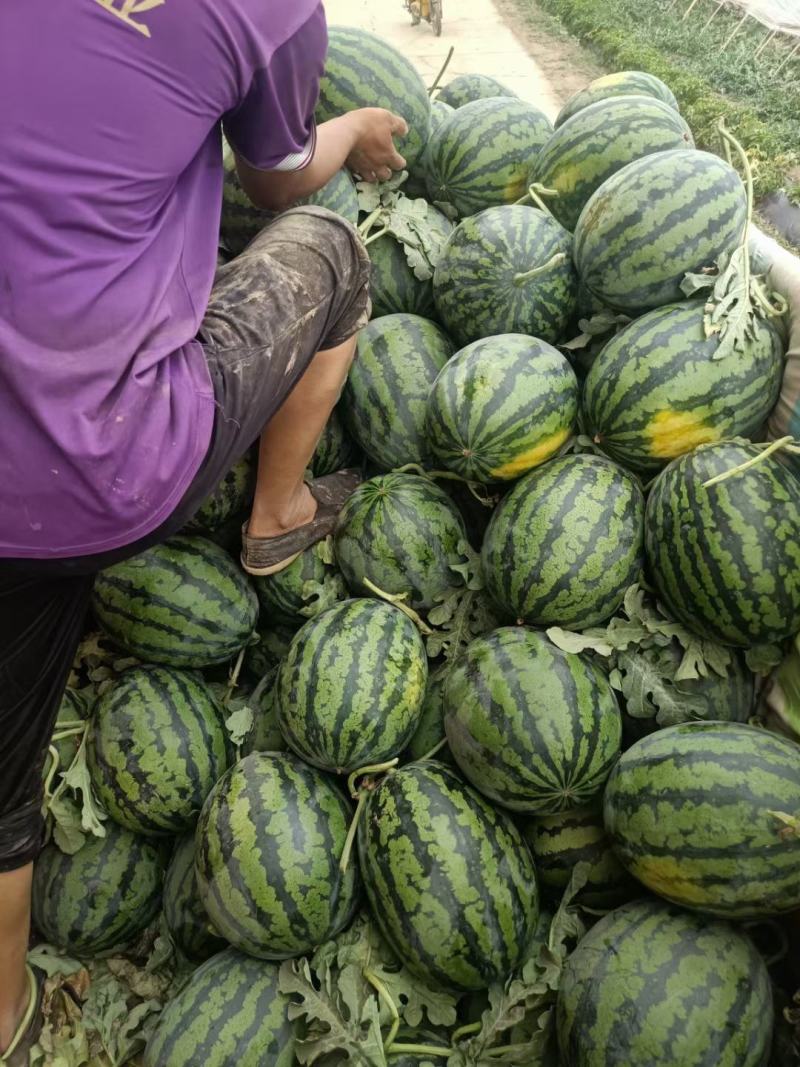 新民甜王西瓜大棚甜王今日价格产地直发可视频看货