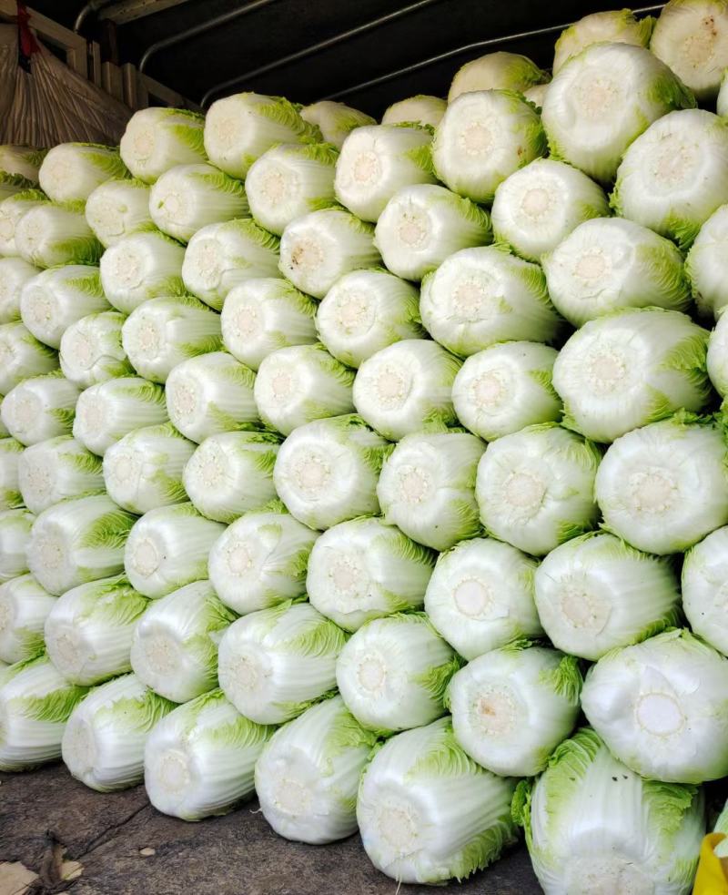 吉林大安白菜黄心菜大安包心菜产地直销产地价格