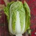吉林大安白菜黄心菜大安包心菜产地直销产地价格