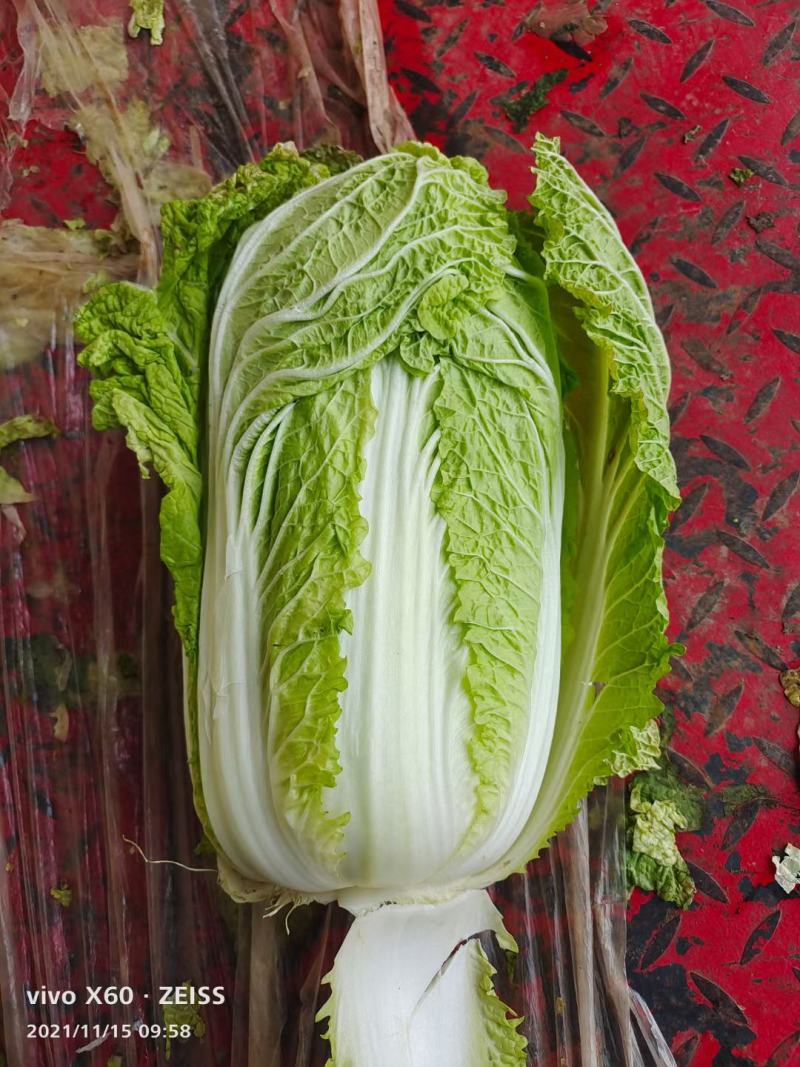 吉林大安白菜黄心菜大安包心菜产地直销产地价格