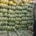 吉林大安白菜黄心菜大安包心菜产地直销产地价格