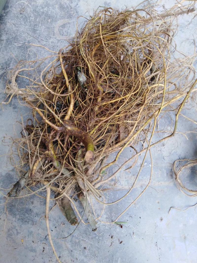 白花牛奶根野生白花牛奶根鲜货