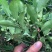 白花牛奶根野生白花牛奶根鲜货