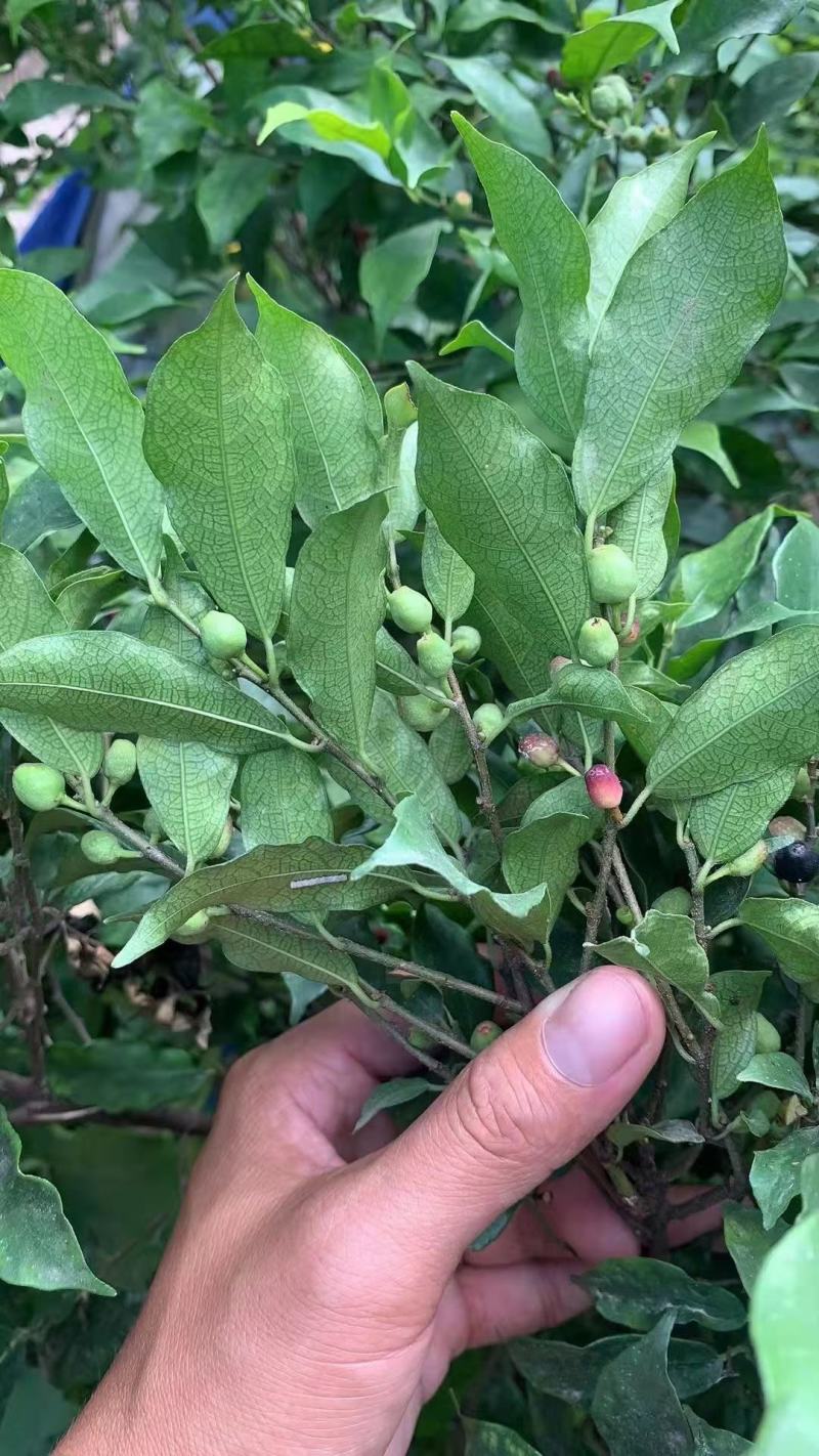白花牛奶根野生白花牛奶根鲜货