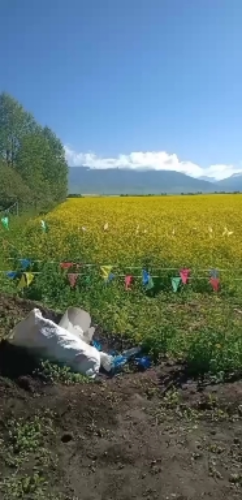 青海海北高原油菜花粉，颜色黄，颗粒大，纯度高