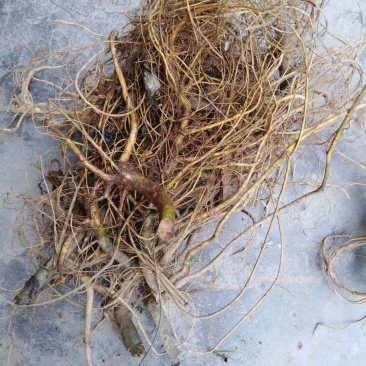 白花牛奶根野生白花牛奶根鲜货
