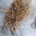 白花牛奶根野生白花牛奶根鲜货