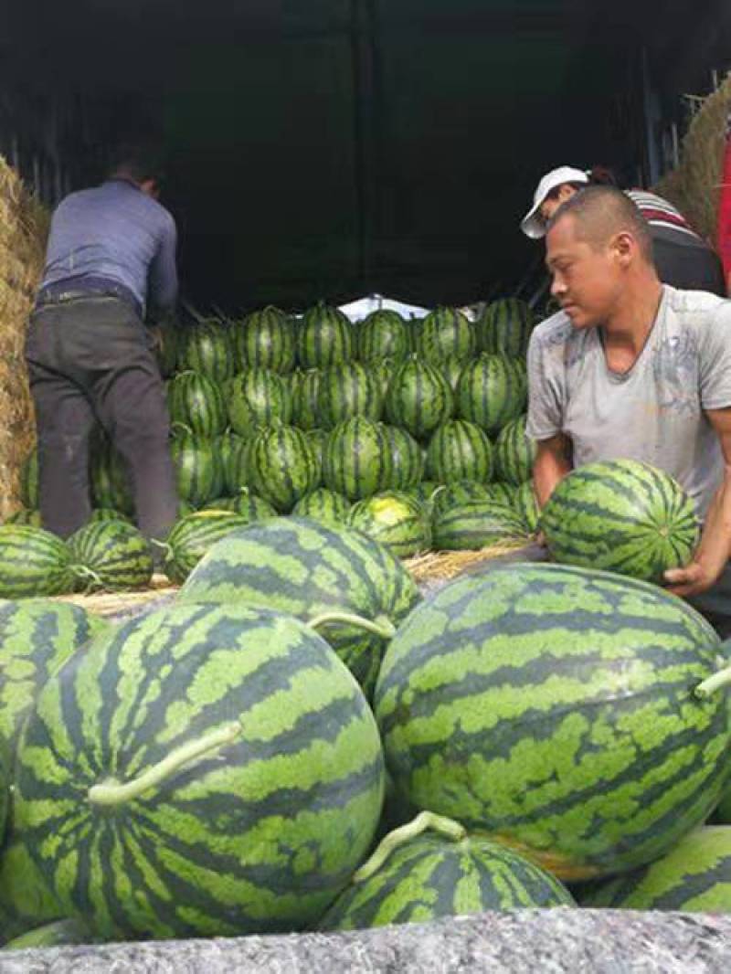 陕西省渭南市大荔西瓜甜王金城五沙土地西瓜