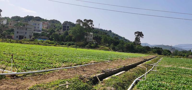 田地100亩，原来种菜心，可种龙須菜，西瓜红，阳光冲足