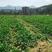 田地100亩，原来种菜心，可种龙須菜，西瓜红，阳光冲足