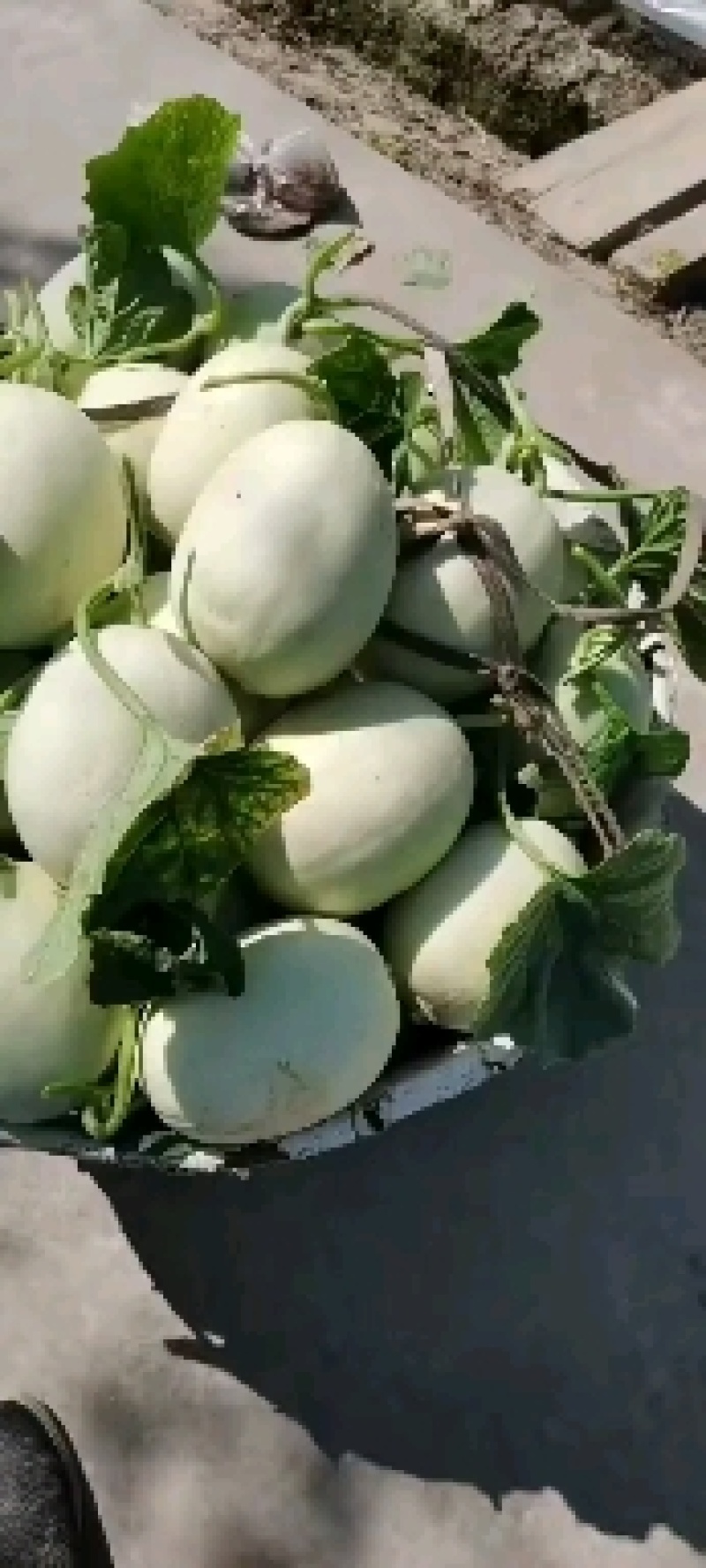玉姑甜瓜，有资质可进小区，欢迎团，可视频现场。