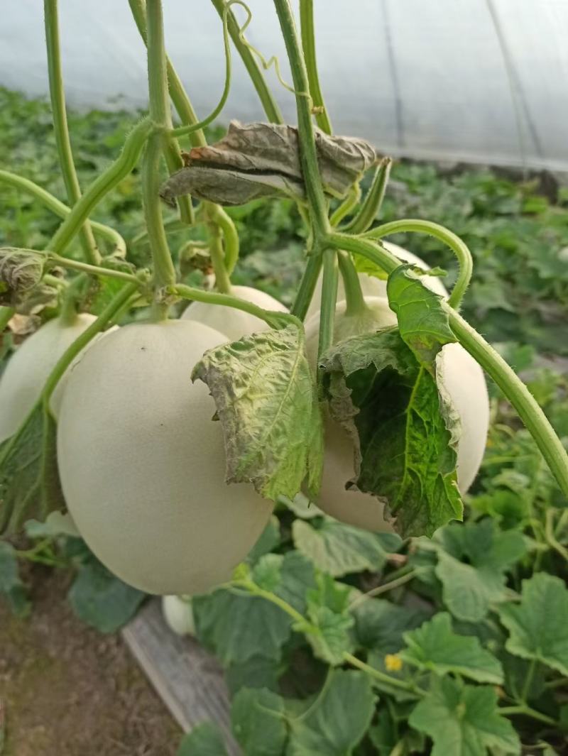 玉姑甜瓜，有资质可进小区，欢迎团，可视频现场。