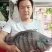 罗非鱼苗，海南/青宝路单性快大罗非鱼苗，2022新苗上市