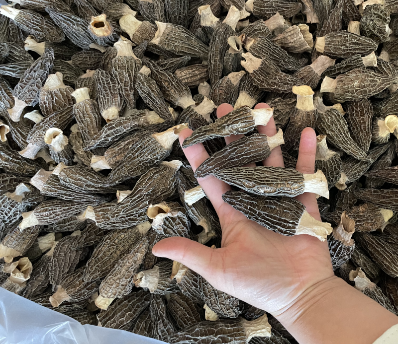 羊肚菌特产干货半斤起批发